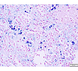 Image of Azer Scientific Control SLIDE, Iron ESCS-118