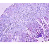 Image of Azer Scientific Control SLIDE, Massons ESCS-121