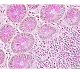 Image of Azer Scientific Control SLIDE, Muci Carmine ESCS-124