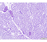 Image of Azer Scientific Control SLIDE, Ptah ESCS-126