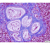 Image of Azer Scientific Control SLIDE, Trichrome ESCS-129