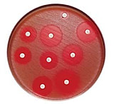 Image of BD BBL Sensi-Disc Antimicrobial Susceptibility Test Discs, BD Diagnostic Systems 231603 Netilmicin