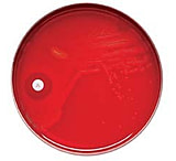 Image of BD Taxo P Discs for Differentiation of Pneumococci, BD Diagnostic Systems 231554