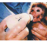 Image of Bio-Serv Diet Infant Primate 1KG F0554SP