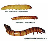 Image of Bio-Serv Mealworms (LIVE) 100/CUP 9002