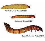 Image of Bio-Serv Wax Moth Larvae (LIVE) 250/CUP 9001
