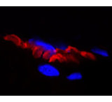 Image of Biotium Alpha-bungarotoxin Cf488a 00005