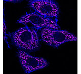 Image of Biotium Cf640r Gt-x-ms Igg (h+l)2mg/ml 20175