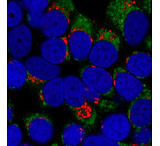 Image of Biotium Cf640r Gt-x-rb Igg (h+l)2mg/ml 20176-1