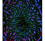 Image of Biotium Cf633 Mix-n-stain (5-20 Ug) 92277