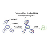 Image of Biotium Ethidium Monoazide Bromide 40015