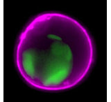 Image of Biotium Annexin V Sulforhodamine 101 29002