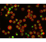 Image of Biotium Annexin V Cf750 Conjugate 29006