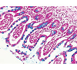 Image of Diagnostic Biosystems Alcian BLUE, Ph 2.5 Kit 100RXN KT 003