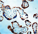 Image of Diagnostic Biosystems Caspase 1 - Rabbit .5ML RP 064-05