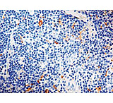 Image of Diagnostic Biosystems CD163 Clone 10D6 MOB 460