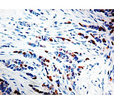 Image of Diagnostic Biosystems Cyclin D1 Clone BV2 RMPD 023