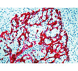 Image of Diagnostic Biosystems Cytokeratin H.M.W. DE-SQ .5ML MOB 275-05