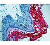 Image of Diagnostic Biosystems Cytokeratin Pan CONC. Mab MOB 191