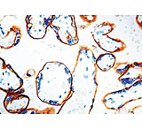 Image of Diagnostic Biosystems Egfr - Clone SP9 1ML RMAB 020