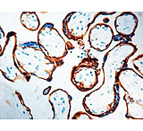 Image of Diagnostic Biosystems Egfr CONC. Mab MOB 267