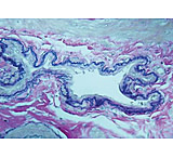 Image of Diagnostic Biosystems Elastic Kit 100RXN KT 012