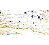 Image of Diagnostic Biosystems Elastin - Clone BA-4 .5ML MOB 230-05