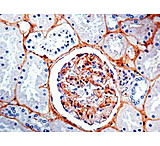 Image of Diagnostic Biosystems Fibronectin CONC. Mab MOB 300