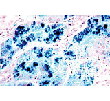 Image of Diagnostic Biosystems Iron Stain Kit 100RXN KT 021