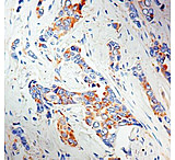 Image of Diagnostic Biosystems LRP/MVP - Clone 1032 .5ML MOB 344-05