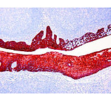 Image of Diagnostic Biosystems Mono AEC/PLUS 30ML K 050