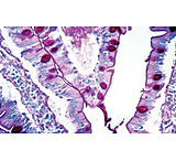 Image of Diagnostic Biosystems P.A.S. Kit 100RXN KT 027