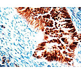 Image of Diagnostic Biosystems P53 - Rabbit .5ML RP 106-05