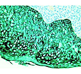 Image of Diagnostic Biosystems PERMAGREEN/AP K 052
