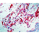 Image of Diagnostic Biosystems S-100 - Rabbit .5ML RP 035-05
