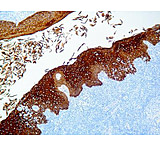 Image of Diagnostic Biosystems Stable DAB/PLUS 200ML K 047