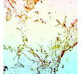 Image of Diagnostic Biosystems Steiner Kit 100RXN KT 035