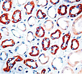 Image of Diagnostic Biosystems Vascular Endothel Gf VG1 .5ML MOB 308-05
