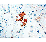 Image of Diagnostic Biosystems Vegf - Rabbit .5ML RP 121-05