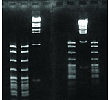 Image of Diversified Biotech SYNERGEL-100GM Agarose ADD. SYN100