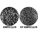 Image of G-Biosciences Ampicillin 1000x 5 X 1ml GD-6060