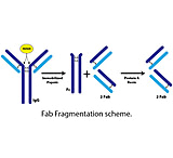 Image of G-Biosciences Fab Fragmentation Kit 786-272