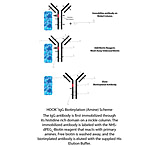 Image of G-Biosciences Hook Igg Biotnylatn Slfhydryl 786-729