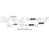 Image of G-Biosciences Methyltransferase Asay3 100rxn 786-431