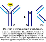 Image of G-Biosciences Papain Immobilized 5ml Resin 786-790