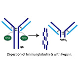 Image of G-Biosciences Pepsin Immobilized 5ml Resin 786-791
