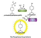 Image of G-Biosciences Phosphatase Assay 1000 Assays 786-453