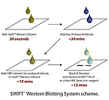 Image of G-Biosciences Western Diluent 125ml 786-679