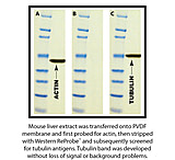 Image of G-Biosciences Western Reprobe Plus 500ml 786-307