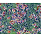 Image of Hyclone Advancestem Adipogen Stem Kit SH30876.KT